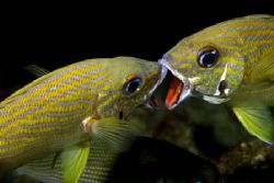 fgthing grunts, Key Largo Florida by T. Singer 